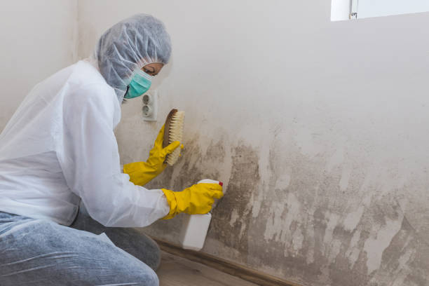 Professional Mold Removal & Remediation in Morgan, GA